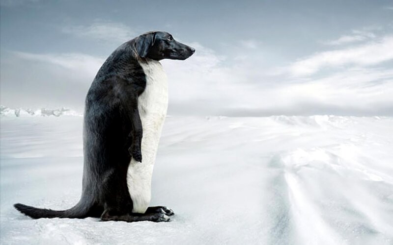 Dog in Penguin Costume