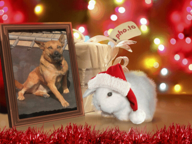 Dog in Photo Frame