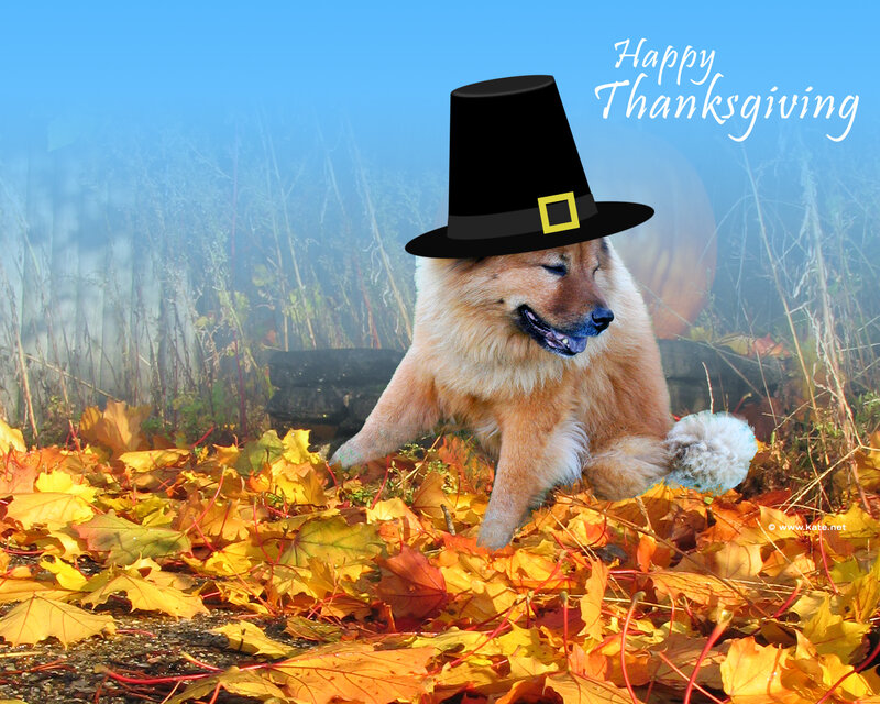 Dog in Pilgrim Hat — Yellow