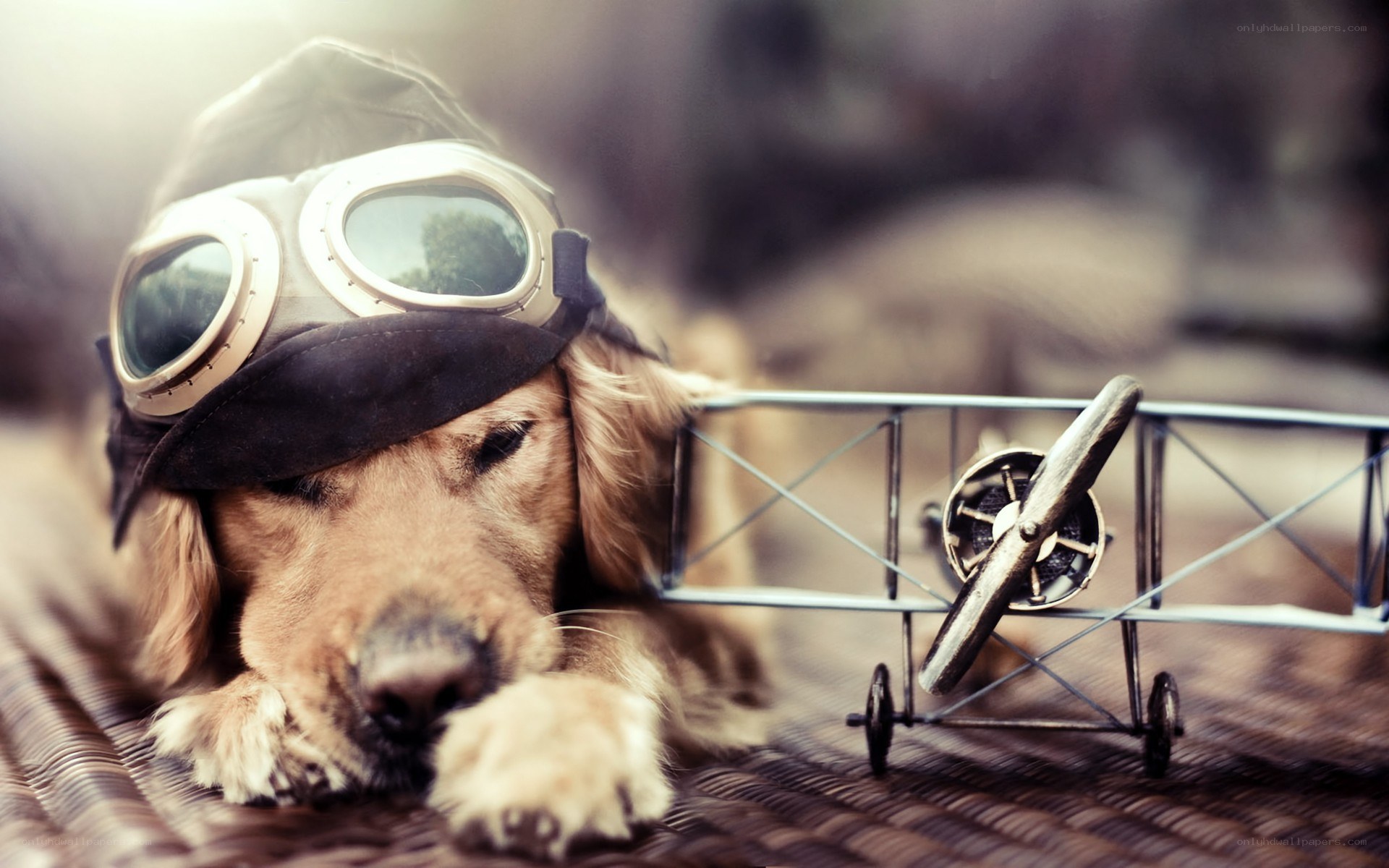 dog in pilot goggles