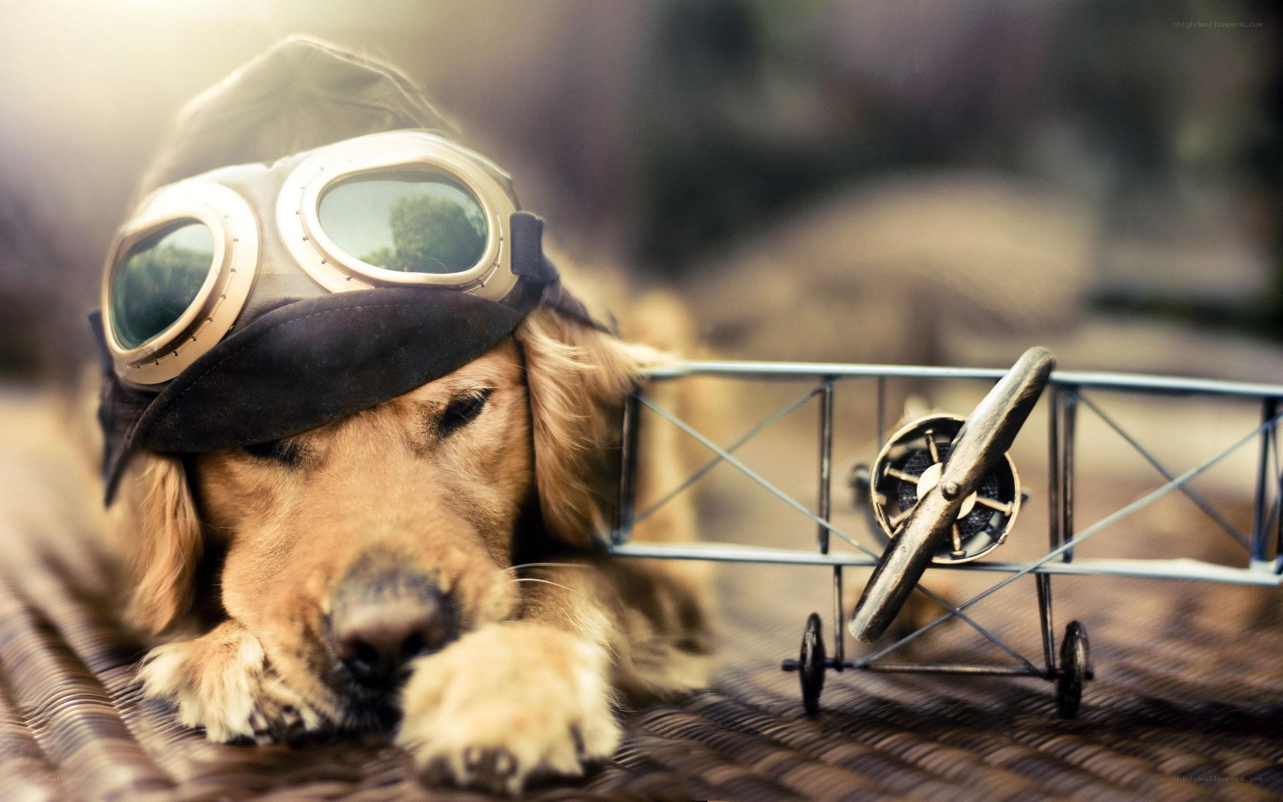 dog in pilot goggles
