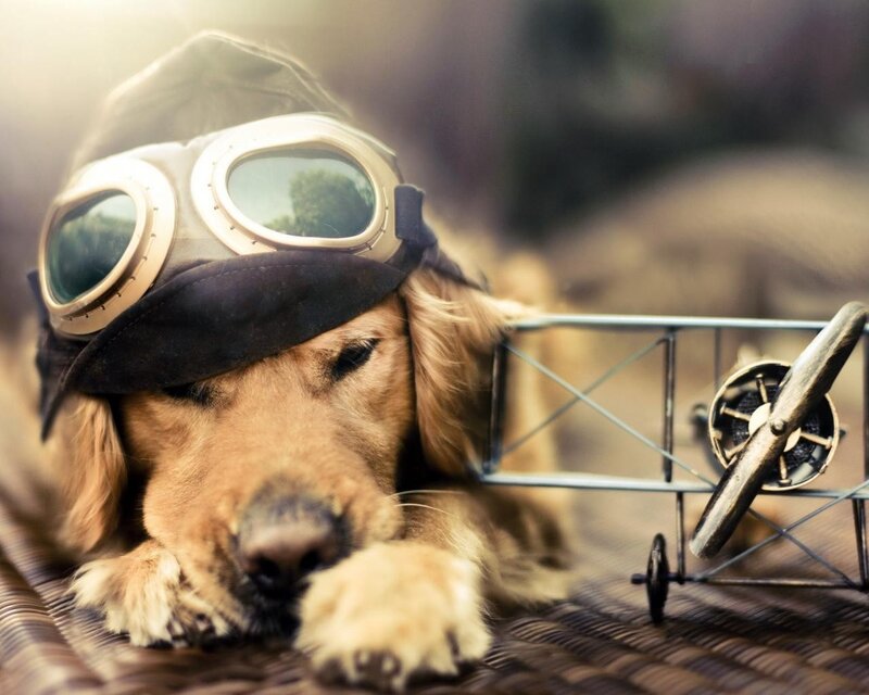 dog in pilot goggles