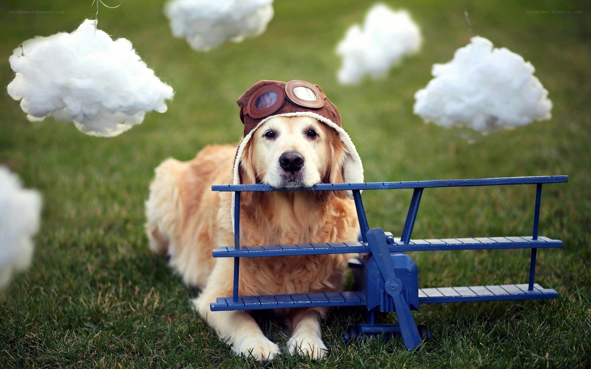 dog in pilot hat with toy plane