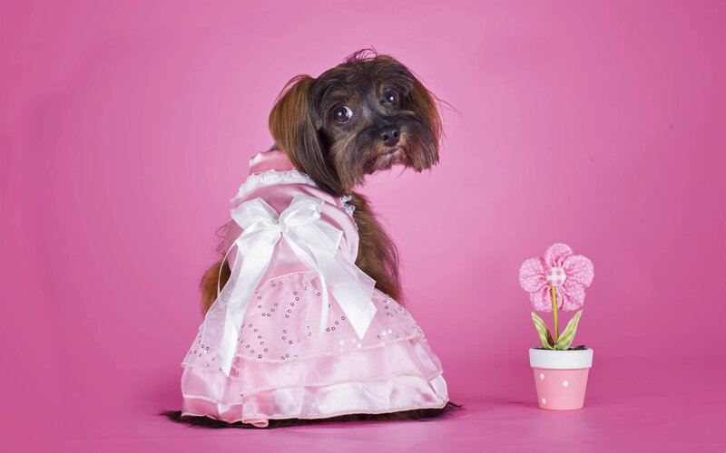 Dog in Pink Dress