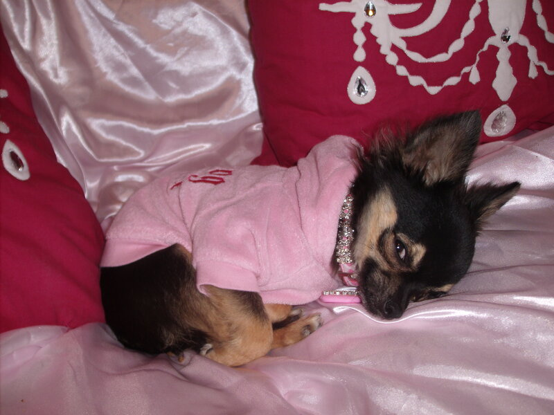 dog in pink hoodie