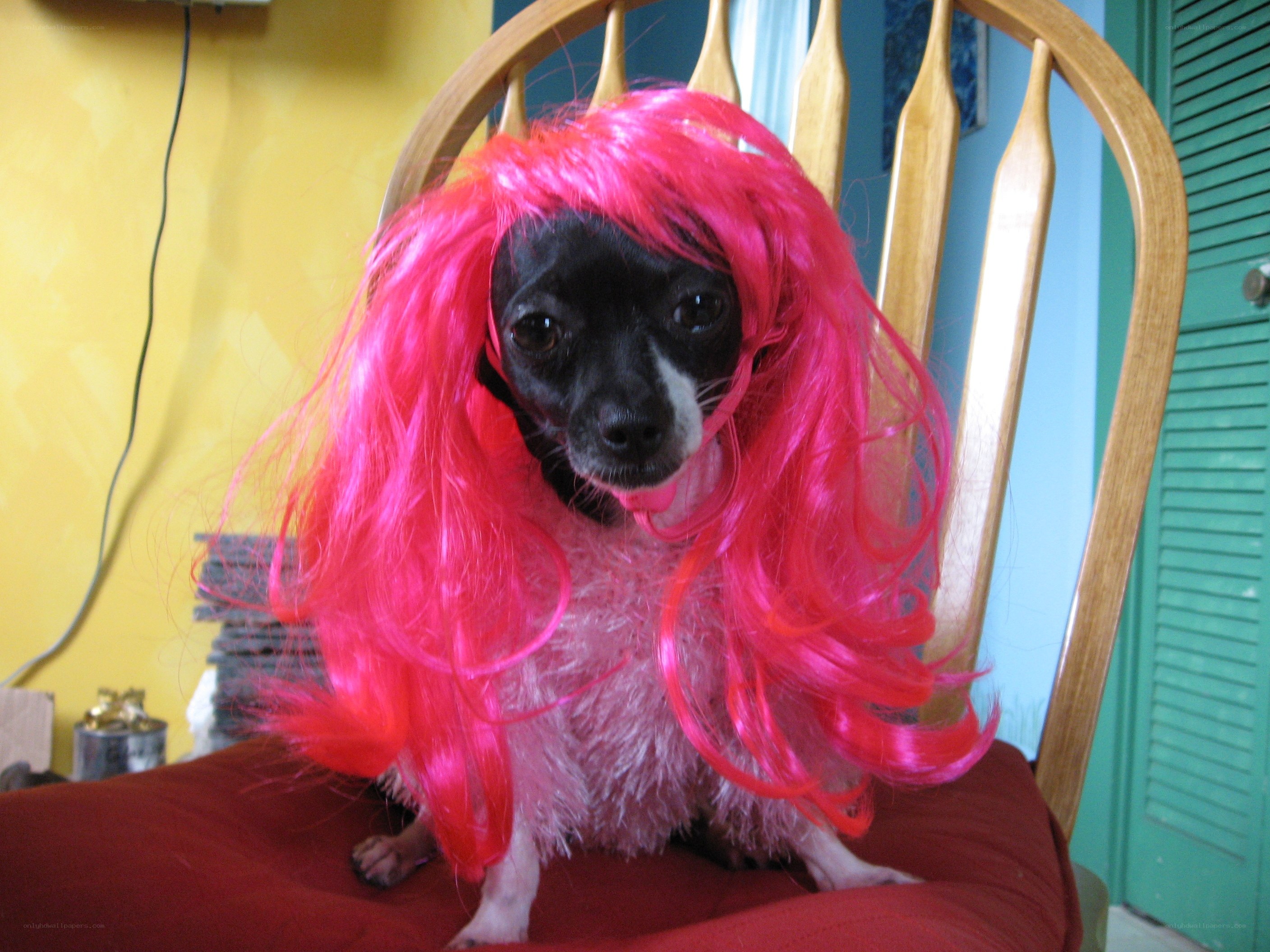 dog in pink wig