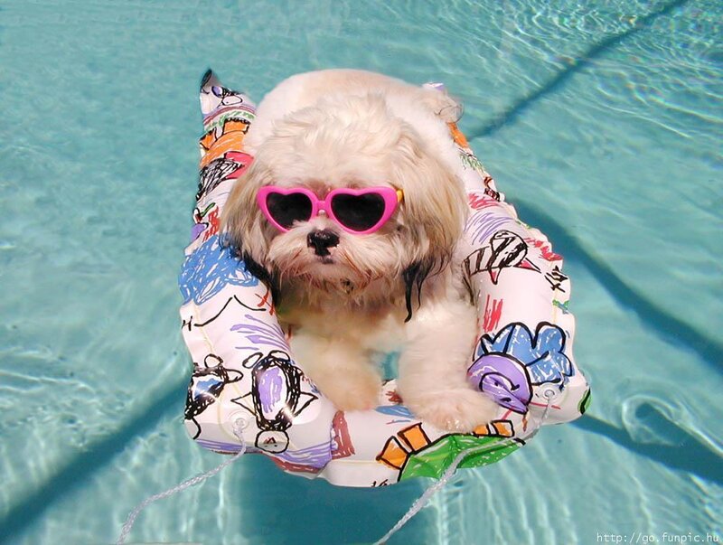 Dog in Pool Float