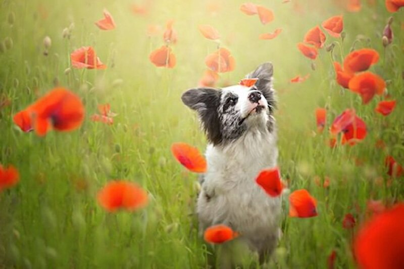 Dog in Poppy Field — Green