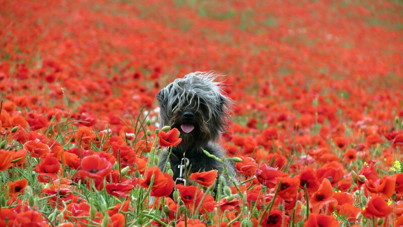 Dog in Poppy Field — Red