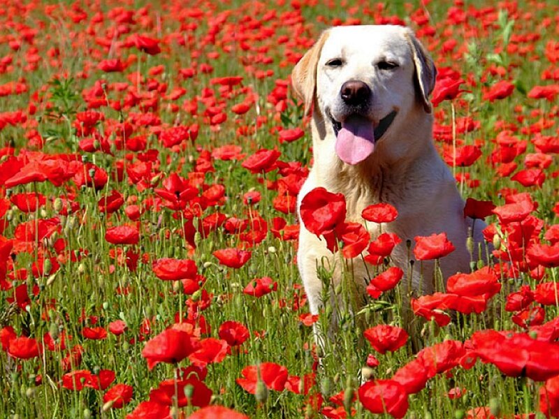 dog in poppy field