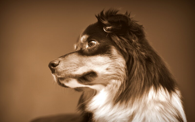 Dog in Profile — Brown, Contemplative