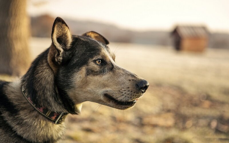 Dog in Profile — Brown