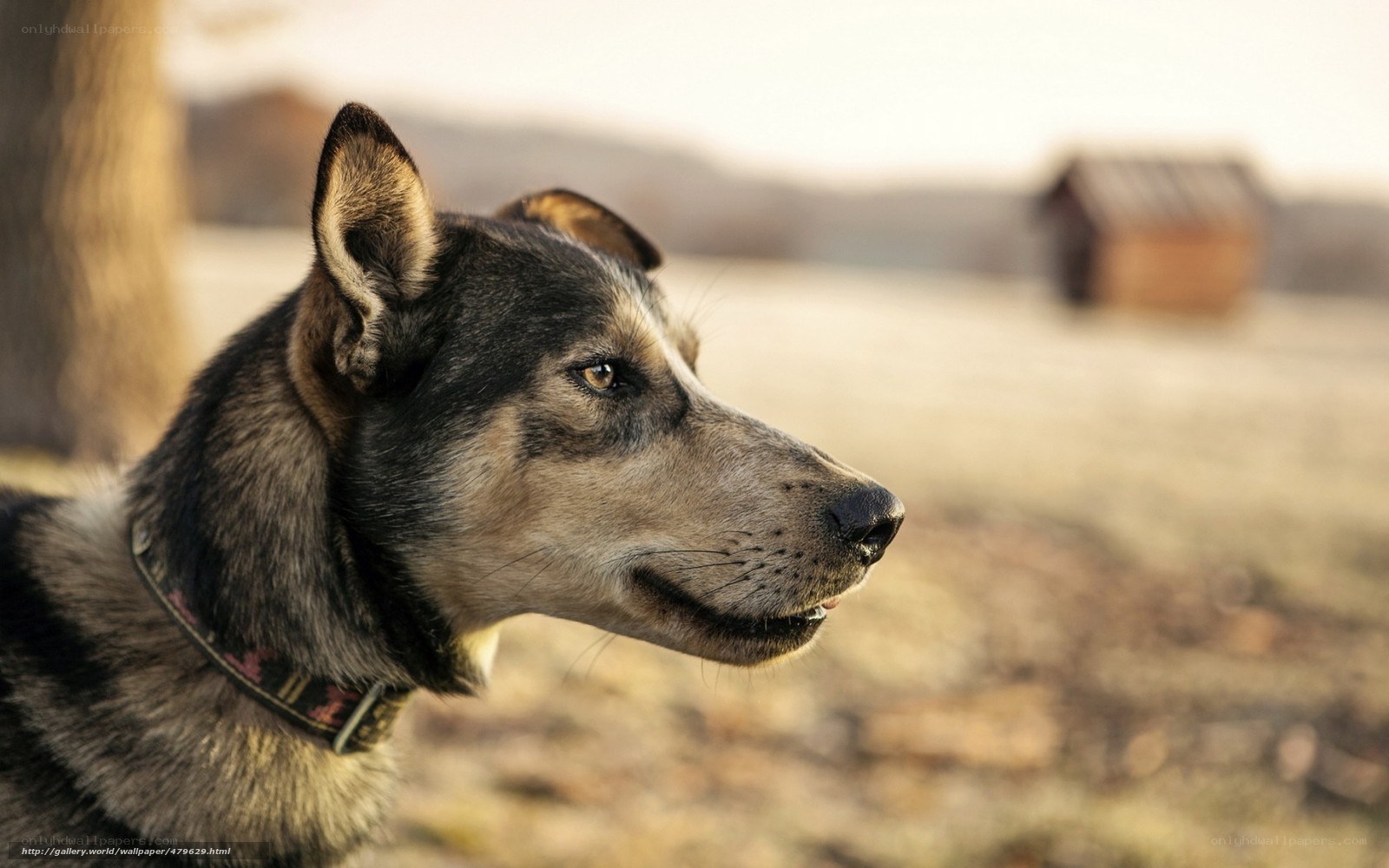 dog in profile on a field