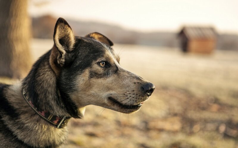 Dog in Profile View