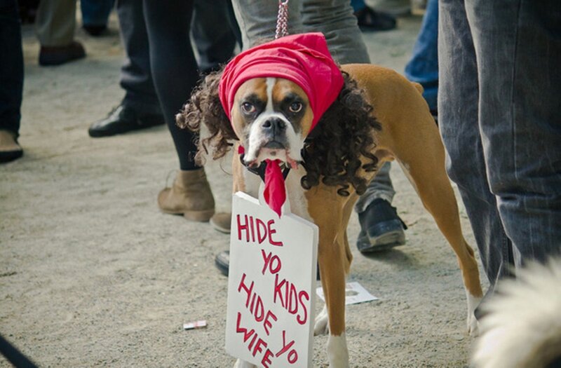 dog in protest costume