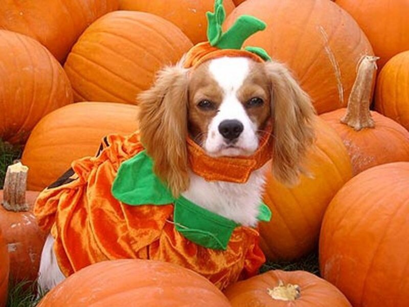 Dog in Pumpkin Costume — Orange, Festive, Autumn