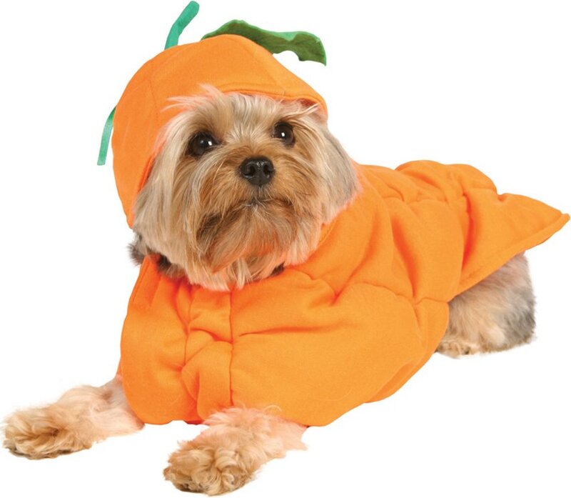 Dog in Pumpkin Costume — Orange, Playful