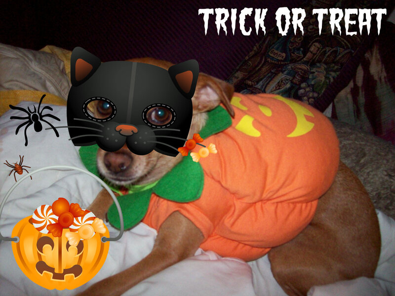Dog in Pumpkin Costume — Orange