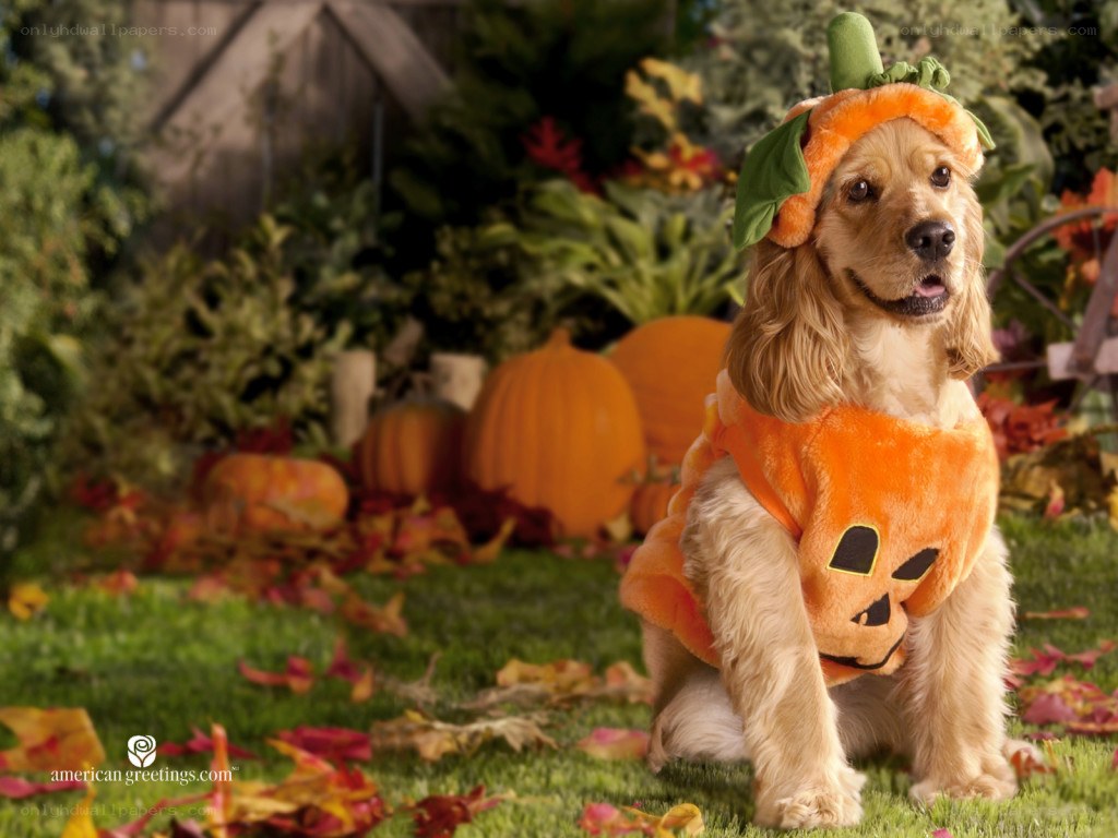 Dog in pumpkin costume