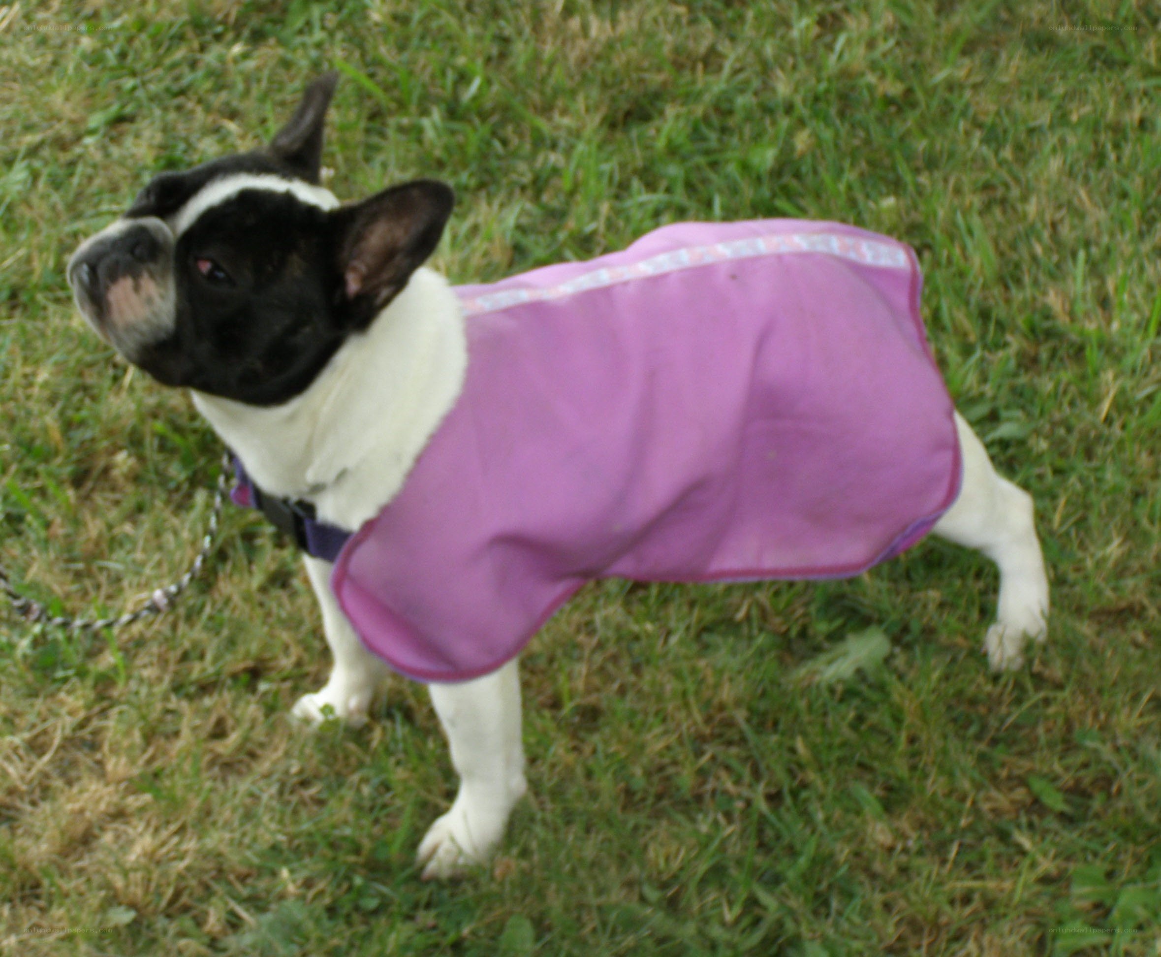 dog in purple coat