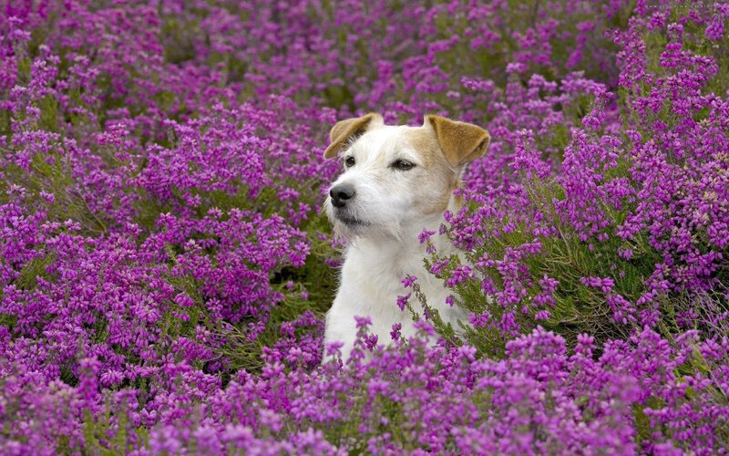 dog in purple flowers