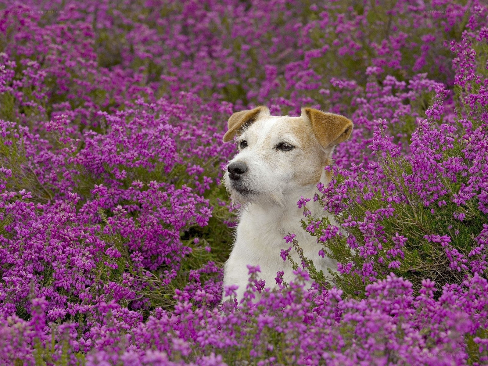 dog in purple flowers
