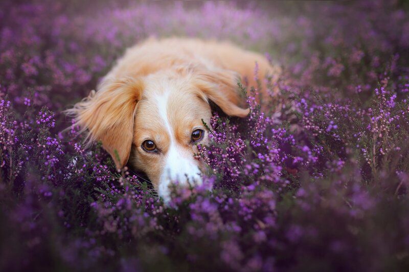Dog in Purple Flowers — Calm, Afternoon