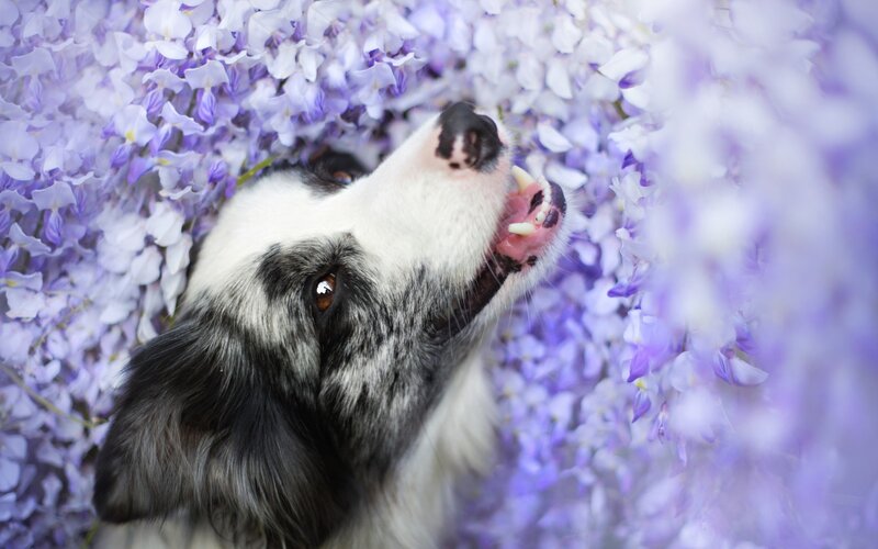 Dog in Purple Flowers — Calm, Spring