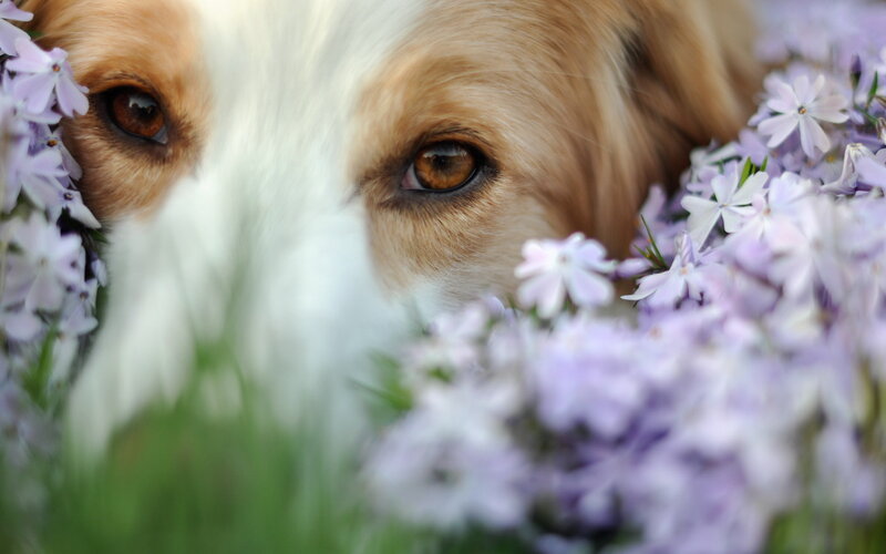 Dog in Purple Flowers — Calm
