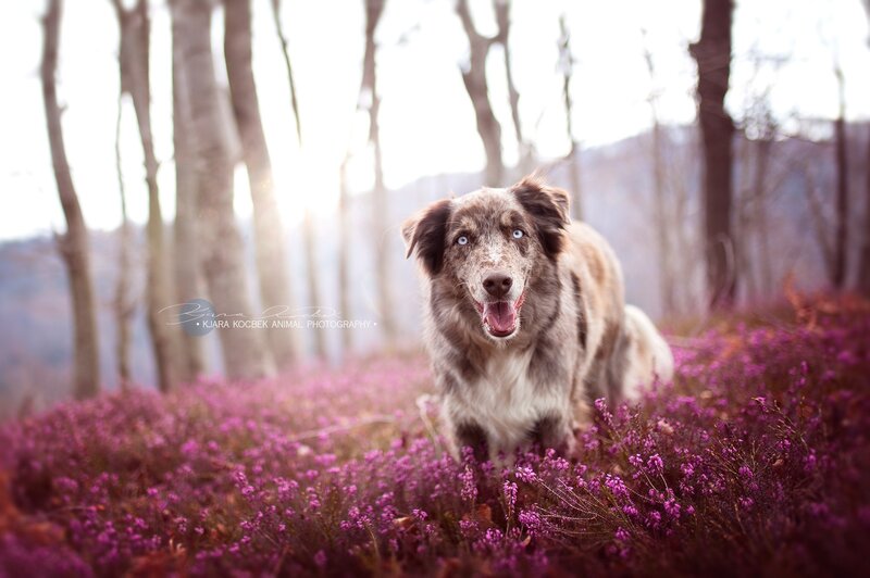 Dog in Purple Flowers — Serene, Autumn
