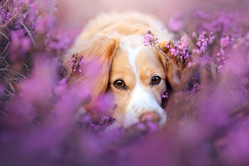 Dog in Purple Flowers — Serene, Spring