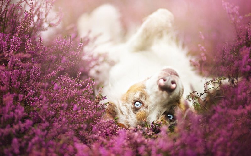 Dog in Purple Flowers — Serene