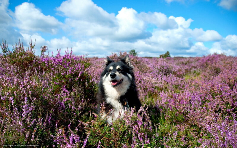 Dog in purple heather field