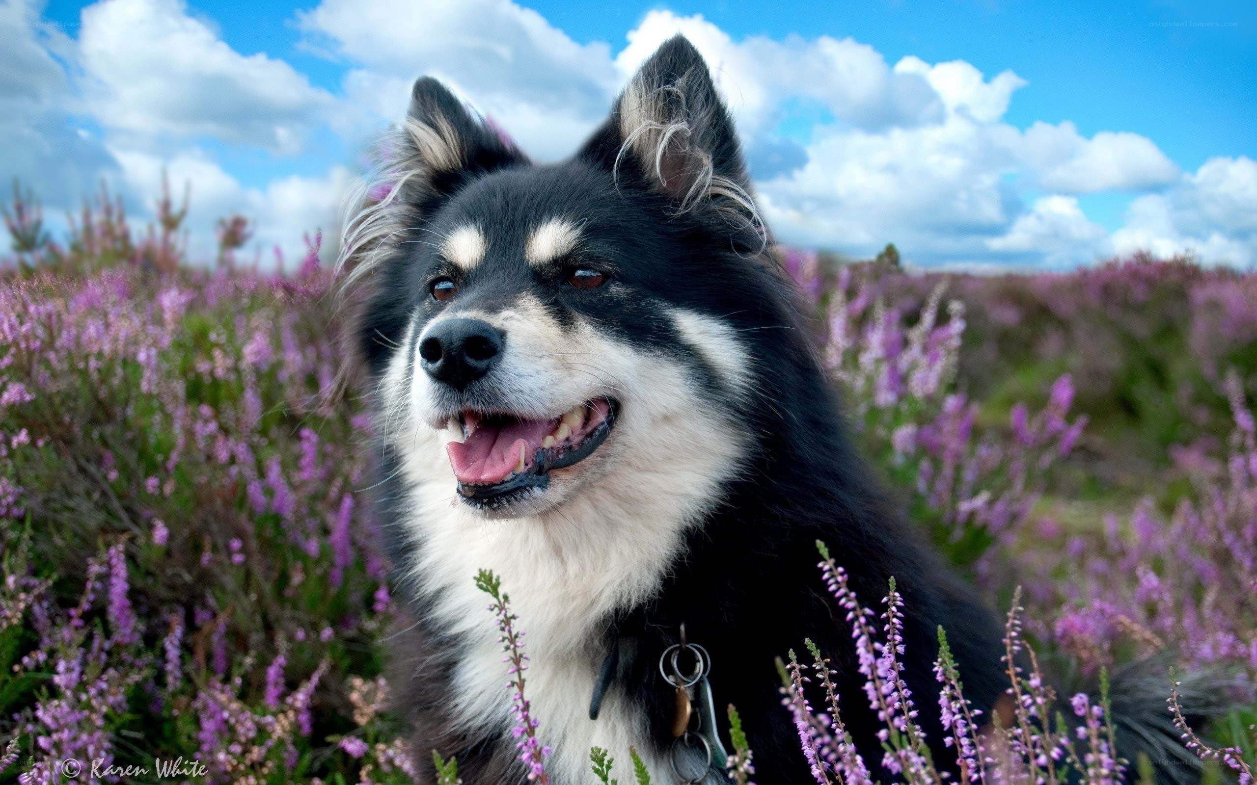 Dog in purple heather field