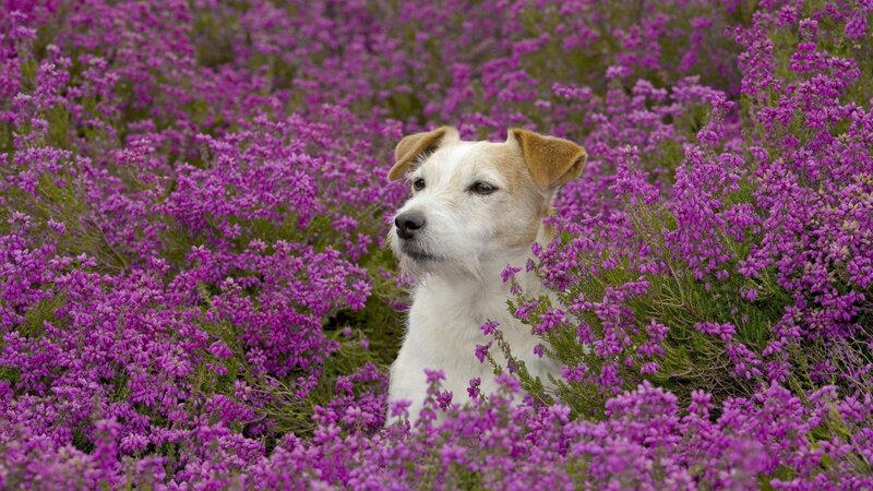 Dog in purple heather field