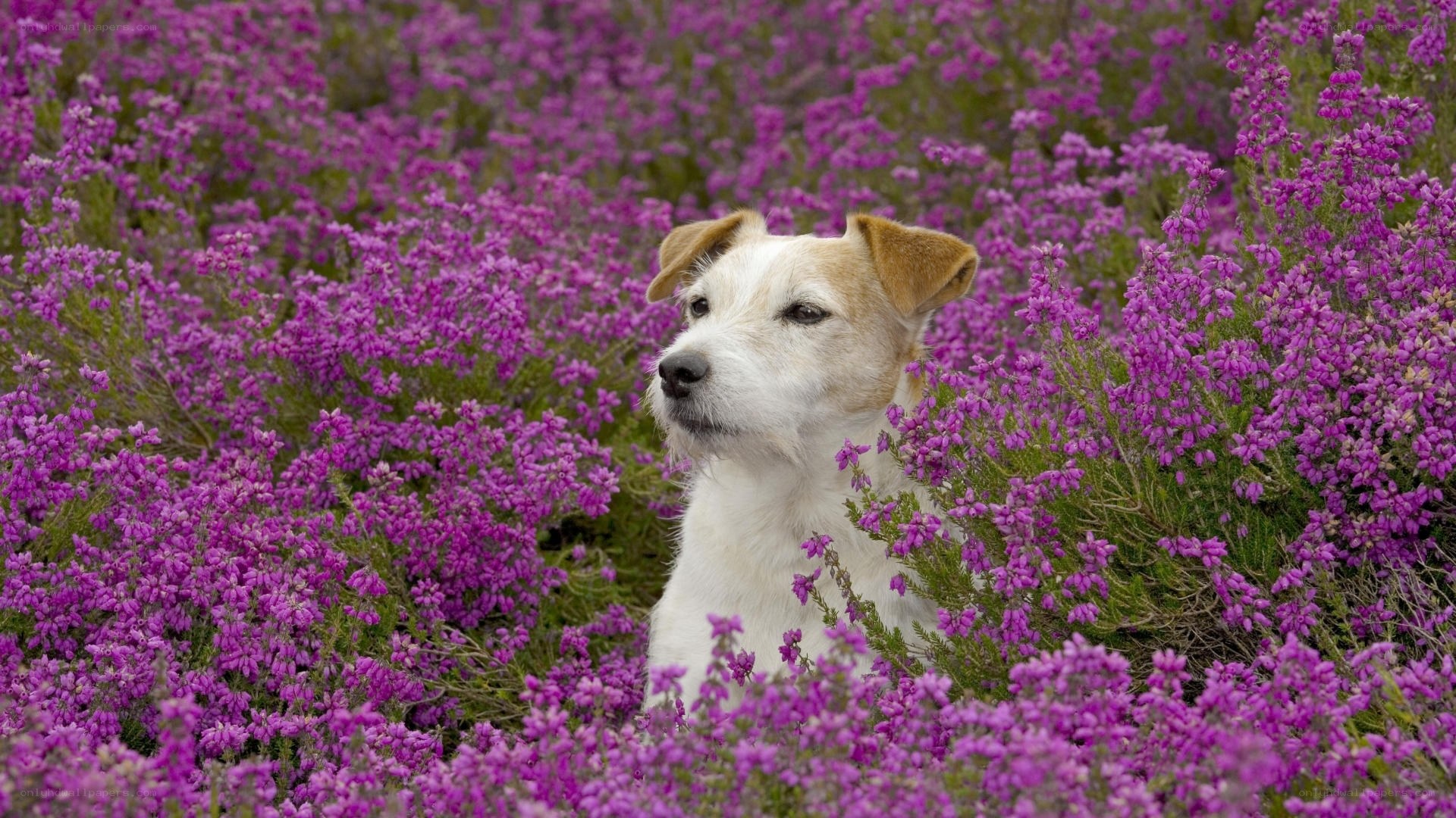 Dog in purple heather field