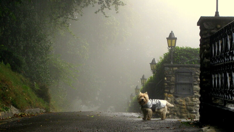 Dog in Raincoat — Gray