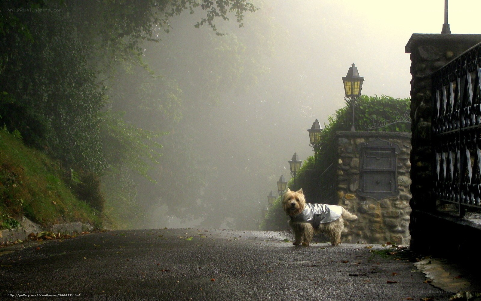 dog in raincoat on foggy road