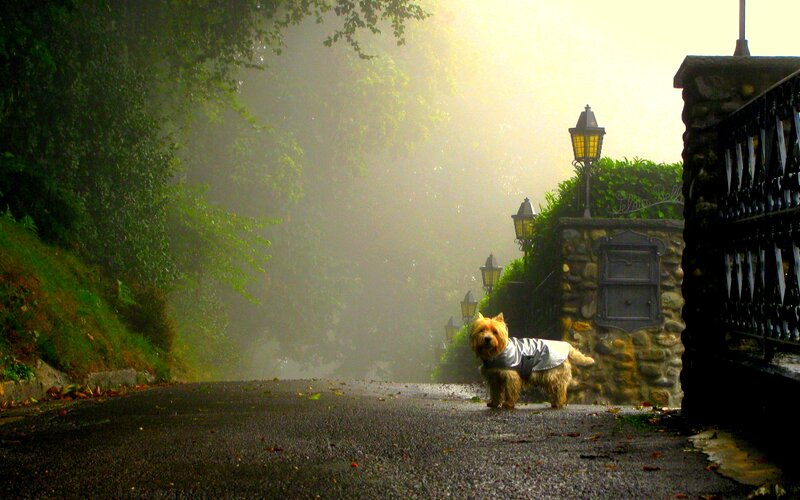 Dog in Raincoat