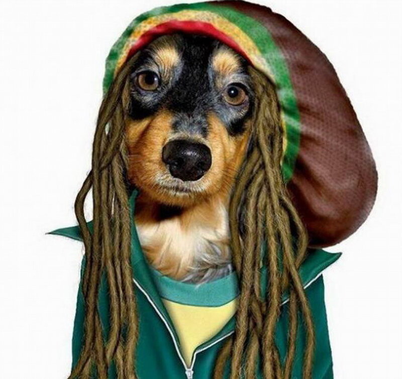 Dog in Rasta Costume — Green