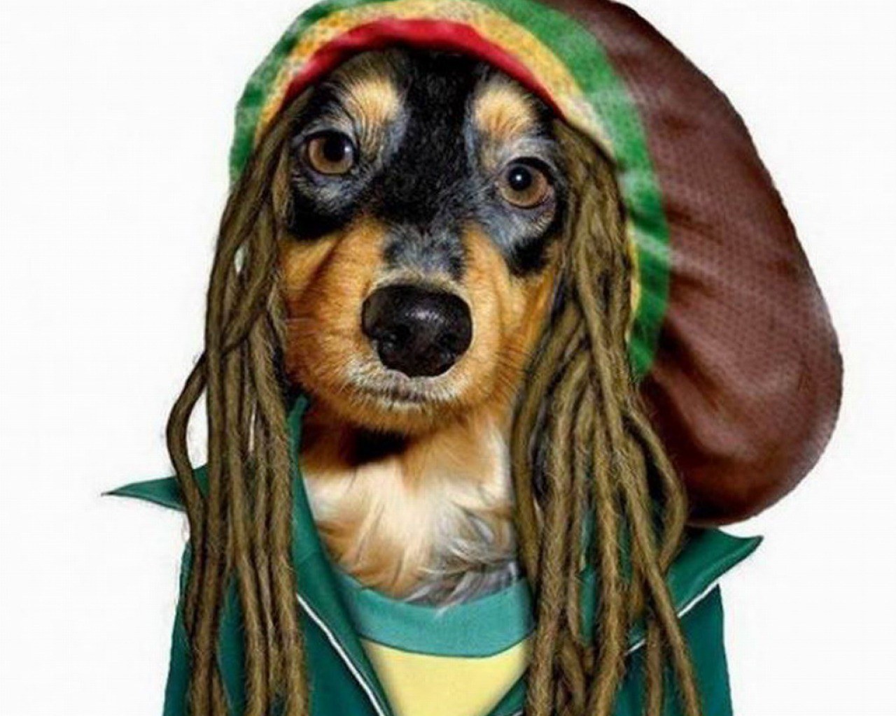 dog in rasta costume