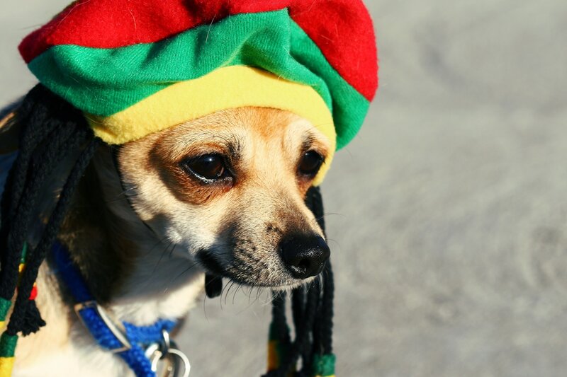 dog in rasta hat