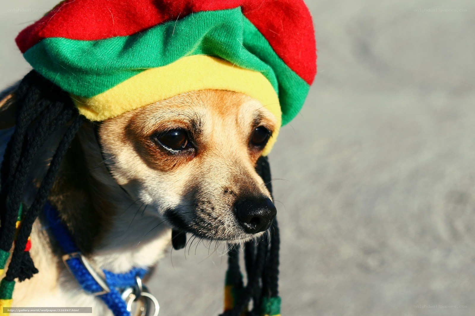 dog in rasta hat