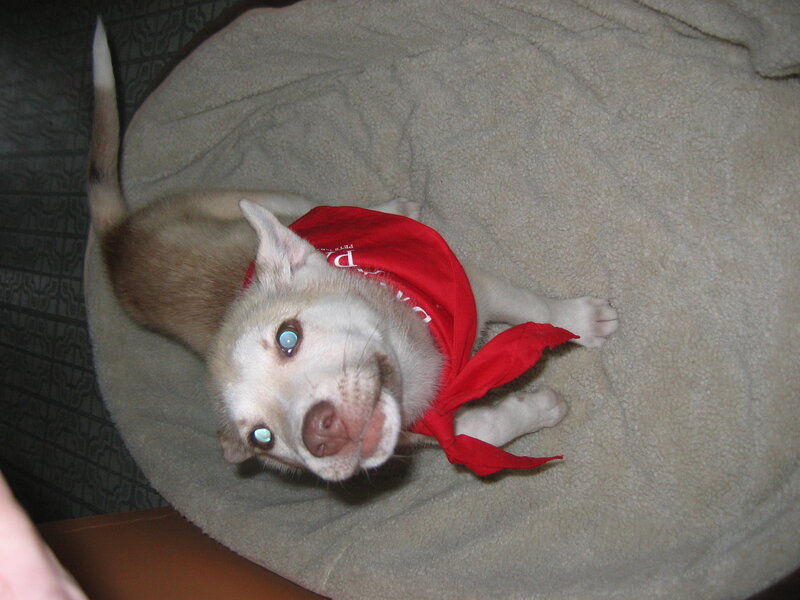 dog in red bandana