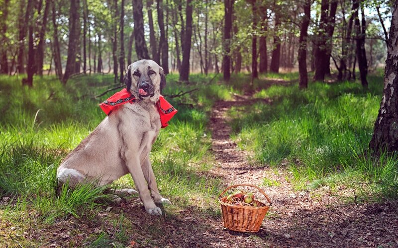 Dog in Red Cape — Green