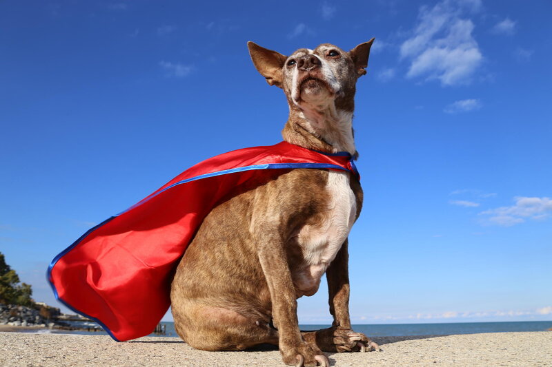 Dog in Red Cape