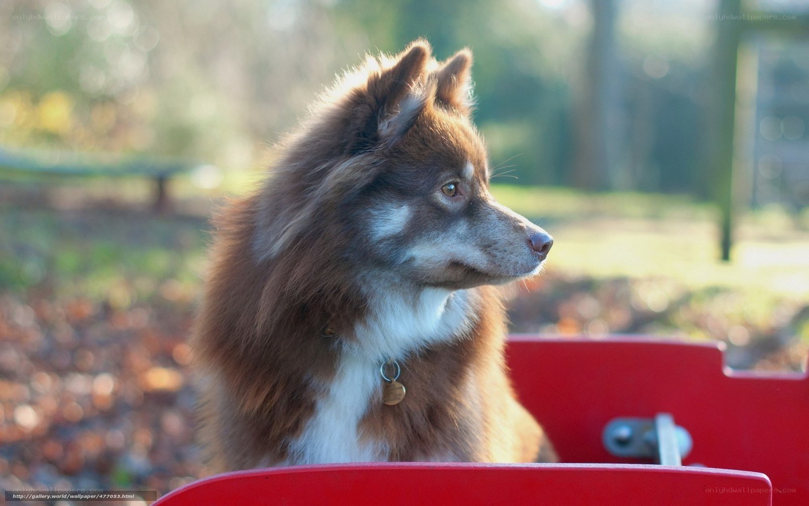 dog in red cart