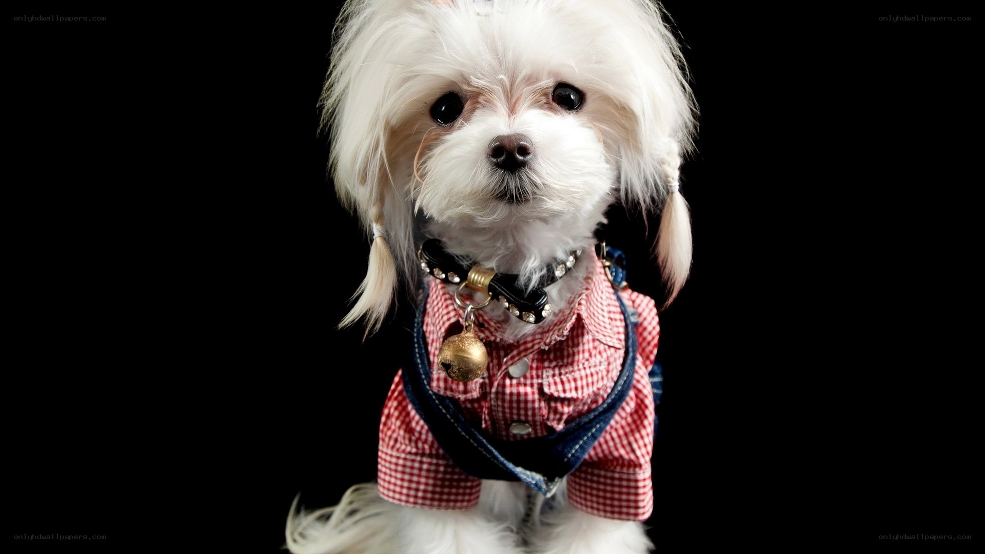 dog in red checkered shirt