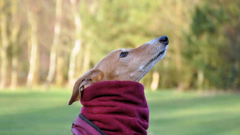 Dog in Red Coat — Calm