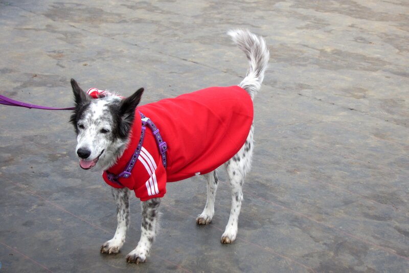Dog in Red Coat — Neutral